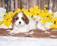 Gabby, a female Cavalier King Charles Spaniel for sale in Fredericksburg, OH – 1 of 4