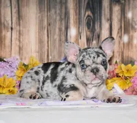 Tinsley, a female French Bulldog for sale in Fredericksburg, OH – 2 of 6