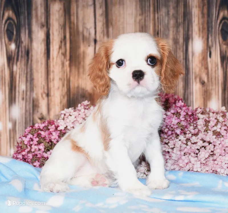 Daffi – Cavalier King Charles Spaniel puppy for sale in Fredericksburg, OH
