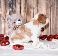 processed/bad7dd3b-438d-4205-9705-be35d320d615/listing/aeb7b150-c8c7-46d9-9430-b9cfabddc13e/05d41a06-88a6-46c6-bc56-7c5493acbeb3