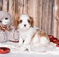 processed/bad7dd3b-438d-4205-9705-be35d320d615/listing/aeb7b150-c8c7-46d9-9430-b9cfabddc13e/ee0df138-c2dc-47fc-a18b-d8b1a9bcbb24