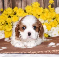 Gia, a female Cavalier King Charles Spaniel for sale in Fredericksburg, OH – 2 of 4