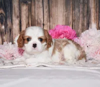 Derby, a male Cavalier King Charles Spaniel for sale in Fredericksburg, OH – 2 of 4