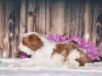 Larsen, a male Cavalier King Charles Spaniel for sale in Fredericksburg, OH – 3 of 5