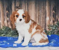 Alfi, a male Cavalier King Charles Spaniel for sale in Fredericksburg, OH – Photo 3 of 4
