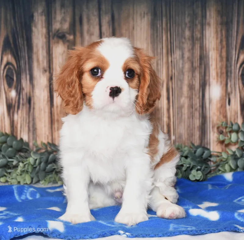 Alfi, a male Cavalier King Charles Spaniel for sale in Fredericksburg, OH – Photo 1 of 4