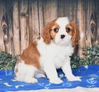 Alfi, a male Cavalier King Charles Spaniel for sale in Fredericksburg, OH – Photo 2 of 4