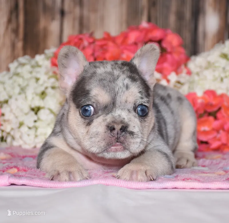 Tenson – French Bulldog puppy for sale in Fredericksburg, OH