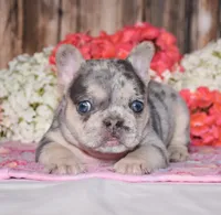 Tenson, a male French Bulldog for sale in Fredericksburg, OH – 1 of 4