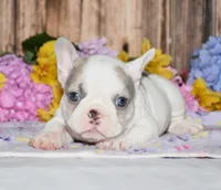 Ferris, a female French Bulldog for sale in Fredericksburg, OH – 2 of 4