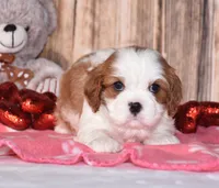 Zeke, a male Cavalier King Charles Spaniel for sale in Fredericksburg, OH – Photo 2 of 4