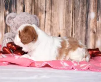 Zeke, a male Cavalier King Charles Spaniel for sale in Fredericksburg, OH – Photo 3 of 4