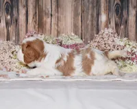 Odie, a male Cavalier King Charles Spaniel for sale in Fredericksburg, OH – 2 of 4