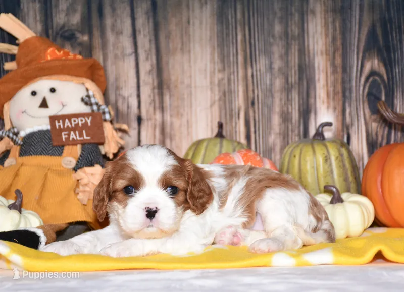 Cassie – Cavalier King Charles Spaniel puppy for sale in Fredericksburg, OH