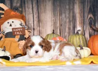 Cassie, a female Cavalier King Charles Spaniel for sale in Fredericksburg, OH – 1 of 4