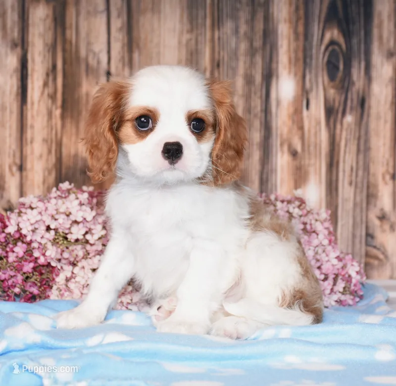 Derby – Cavalier King Charles Spaniel puppy for sale in Fredericksburg, OH