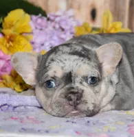 Fester, a male French Bulldog for sale in Fredericksburg, OH – 2 of 3