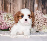 Jackson, a male Cavalier King Charles Spaniel for sale in Fredericksburg, OH – 2 of 3