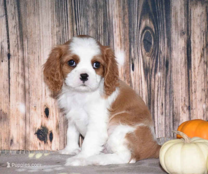 Clove – Cavalier King Charles Spaniel puppy for sale in Fredericksburg, OH