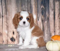 Clove, a female Cavalier King Charles Spaniel for sale in Fredericksburg, OH – 1 of 5
