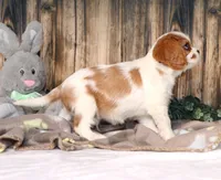 Dynamite, a male Cavalier King Charles Spaniel for sale in Fredericksburg, OH – Photo 4 of 4