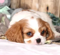 Dynamite, a male Cavalier King Charles Spaniel for sale in Fredericksburg, OH – Photo 2 of 4