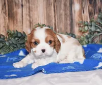 Dynamite, a male Cavalier King Charles Spaniel for sale in Fredericksburg, OH – Photo 3 of 3