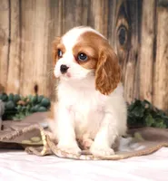 Dynamite, a male Cavalier King Charles Spaniel for sale in Fredericksburg, OH – Photo 1 of 4