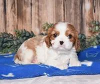 Dynamite, a male Cavalier King Charles Spaniel for sale in Fredericksburg, OH – Photo 1 of 3