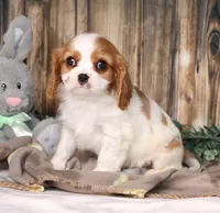 Dynamite, a male Cavalier King Charles Spaniel for sale in Fredericksburg, OH – Photo 3 of 4