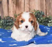 Dynamite, a male Cavalier King Charles Spaniel for sale in Fredericksburg, OH – Photo 2 of 3