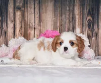 Dexter, a male Cavalier King Charles Spaniel for sale in Fredericksburg, OH – 1 of 4