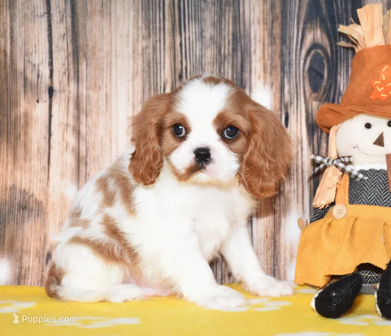 Gizmo – Cavalier King Charles Spaniel puppy for sale in Fredericksburg, OH