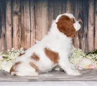 Bubbles, a female Cavalier King Charles Spaniel for sale in Fredericksburg, OH – 4 of 7