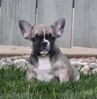 Fudge, a male French Bulldog for sale in Fredericksburg, OH – 4 of 4