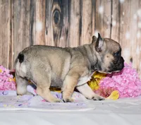 Fudge, a male French Bulldog for sale in Fredericksburg, OH – 3 of 4