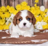 Gabby, a female Cavalier King Charles Spaniel for sale in Fredericksburg, OH – 4 of 4