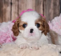 Daisy, a female Cavalier King Charles Spaniel for sale in Fredericksburg, OH – 2 of 4