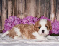 Lynx, a male Cavalier King Charles Spaniel for sale in Fredericksburg, OH – 2 of 6