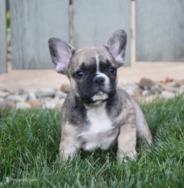 Fudge – French Bulldog puppy for sale in Fredericksburg, OH