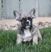 Fudge, a male French Bulldog for sale in Fredericksburg, OH – 1 of 4