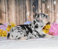 Tinsley, a female French Bulldog for sale in Fredericksburg, OH – 3 of 6
