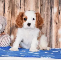 Ninja, a male Cavalier King Charles Spaniel for sale in Fredericksburg, OH – 2 of 4