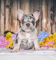 Tinsley, a female French Bulldog for sale in Fredericksburg, OH – 4 of 4