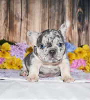 Flash, a male French Bulldog for sale in Fredericksburg, OH – 4 of 4