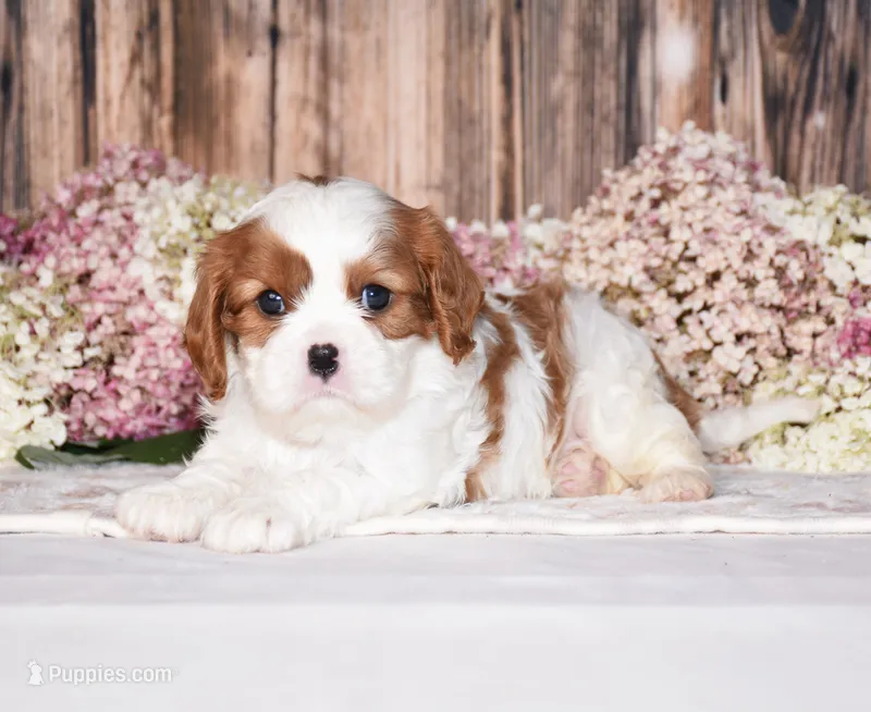 Jupiter – Cavalier King Charles Spaniel puppy for sale in Fredericksburg, OH