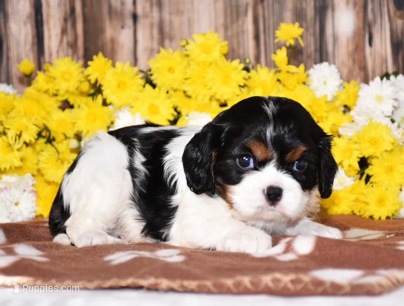 Gorbi – Cavalier King Charles Spaniel puppy for sale in Fredericksburg, OH