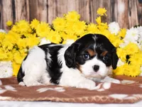 Gorbi, a female Cavalier King Charles Spaniel for sale in Fredericksburg, OH – 1 of 4