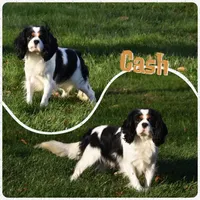 Bronx, a male Cavalier King Charles Spaniel for sale in Fredericksburg, OH – 5 of 5