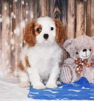 Ninja, a male Cavalier King Charles Spaniel for sale in Fredericksburg, OH – 1 of 4